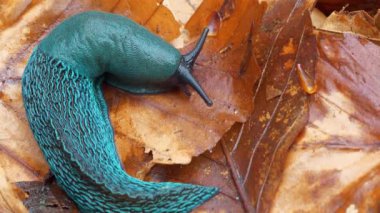 Sarı yaprakların üzerinde nadir bulunan mavi sümüklü böcek. Bielzia zorbaları veya kara sümüklüböceği - kabuksuz karasal gastropod yumuşakçaları, Doğu Avrupa 'daki Karpat Dağları' na özgü.