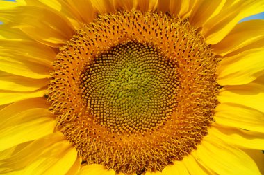 Sunflower seeds. Fibonacci golden ratio in nature and sunflower seeds. Golden ratio in sunflower ensures the most uniform distribution of seeds in basket or head of sunflower clipart