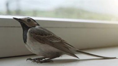Korkmuş beyaz Wagtail pencere kenarında oturur ve sık sık nefes alır.