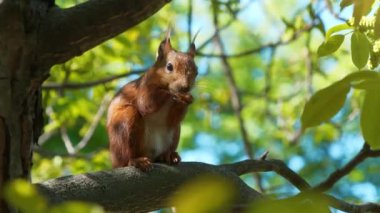 Ön bacağı olmayan sakat bir sincap bir dala oturup fındık kemirir.