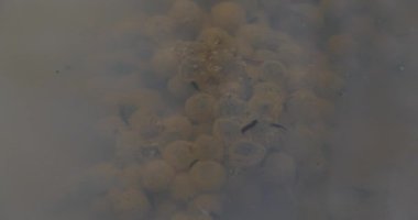 Su birikintisindeki çamurlu suda kurbağa yumurtaları ve kurbağa yavruları. Sinema 4K 60fps video