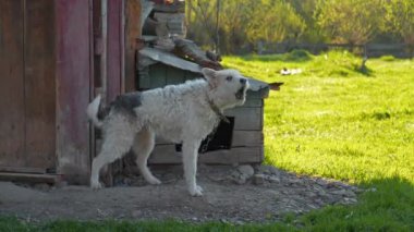 Kulübenin yanındaki zincirlenmiş bir köpeğin zoom görüntüsü, bekçi köpeği havlıyor.