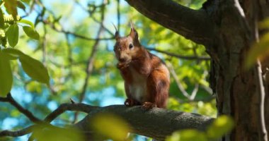 Ön bacağı olmayan sakat bir sincap dala oturup fındık kemirir. Sinema 4K 60fps video