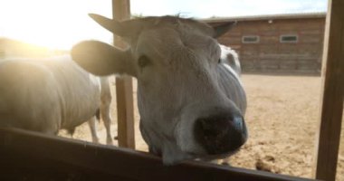 Slow Motion Süt İnekleri çiftlikte yer