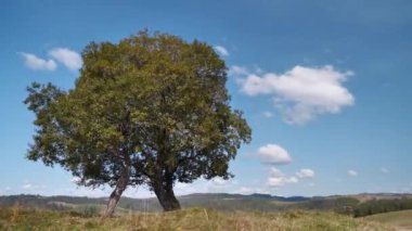 Çayırlarda ve beyaz bulutlarda Yalnız yaşlı yeşil ağaç