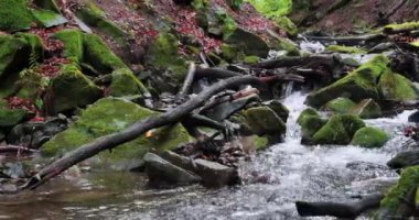 Derenin temiz ve soğuk suyu, kırmızı yapraklar ve yeşil yosunlarla kaplanmış taşlar, güzel vahşi sonbahar doğası. Sinema 4K 60fps panoramik video