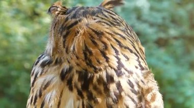 Doğal koşullarda Jenny Eagle baykuşunun eğik görüntüsü