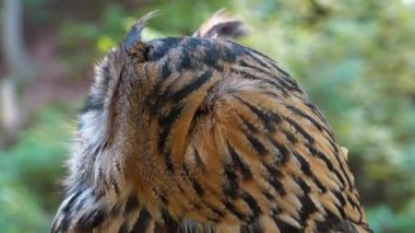 Kartal baykuş başını çevirir ve kameraya bakar.