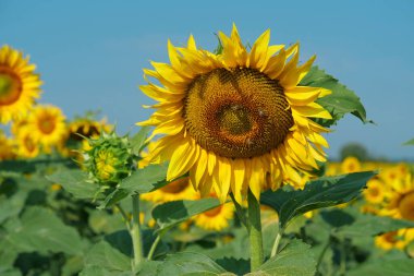 Arılar çok kullanışlı böceklerdir, ayçiçeklerinden çiçek açan polenleri toplarlar, nektar ve bal ürünleri. İşçi arılar tarlada güzel ayçiçekleri üzerinde