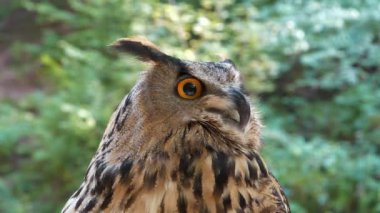 Jenny kartal baykuş, kameraya bak.