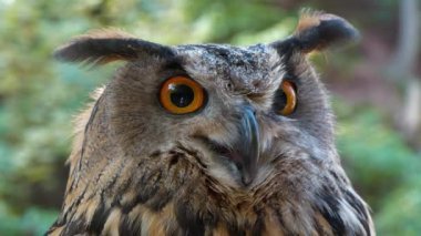 Kartal baykuşunun başı, yakın plan.