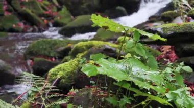 Dere kenarındaki yemyeşil bitkiler