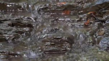 Küçük bir akıntı, taşların üzerinden akan su, sesli video.