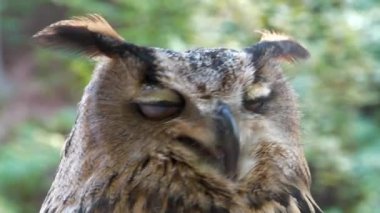 Kızgın kartal baykuş başını çevirir ve sana bakar.