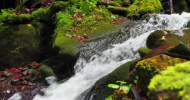 Dağlardaki temiz dere suyu. Karpat Dağları 'nın güzel vahşi sonbahar doğası. Sinema 4K 60 fps sesli video
