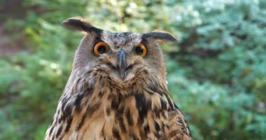 Ormanda kartal baykuşu. Sinema 4K 60 fps video