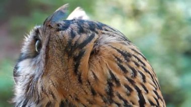 Komik kartal baykuş etrafına bakıyor