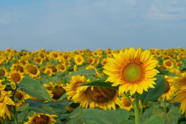 Ayçiçeği tarlası. Çalışan arı ayçiçeğinin üzerinde oturur, polen ve nektar toplar.