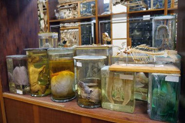 Hayvanlar cam kavanozlarda tıbbi araştırmalar için formaldehit kullanıyorlar. Hayvan iç organları