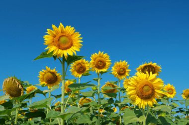 Arılar ayçiçeklerinden, ürünlerden, nektardan ve baldan polen toplarlar. Tarlada güzel bir ayçiçeği ailesi