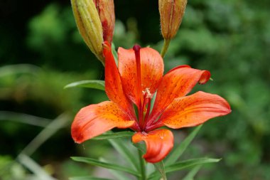 Lilium bulbiferum ya da portakal zambağı, ateş zambağı, Jimmy Bane, kaplan zambağı, St. John Lily - Liliaceae 'ye ait, yer altı ampullü bitkisel Avrupalı zambak.