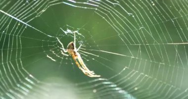 Örümcek web üzerinde oturur