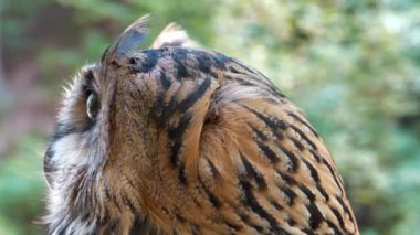 Kızgın ama komik baykuş başını çevirir ve kameraya bakar.