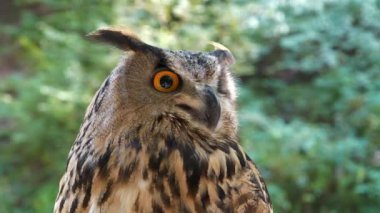 Jenny kartal baykuş, kameraya bak.
