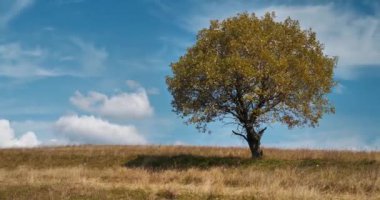 Sinema 4K 60fps Timelapse Harika yalnız güzel bir ağaç, sonbahar sarı otlar ve bulutlar