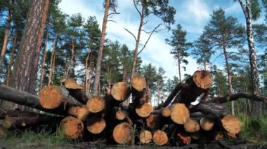 Kesilen ağaçlar ormanda yatıyor.