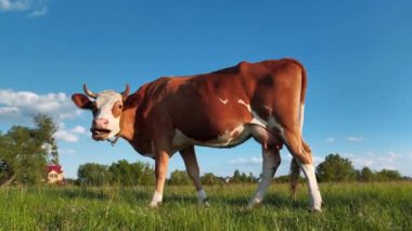 Yeşil arazide süt ineği