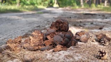 Horse shit on the road in forest