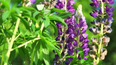 Lupinus, lupin ya da lupin olarak da bilinir - baklagiller familyasından çiçek açan bitkilerin cinsi.
