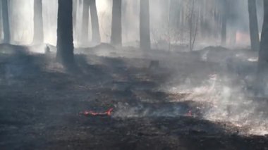 Ormanda ateş üstüne ateş yakıldı.