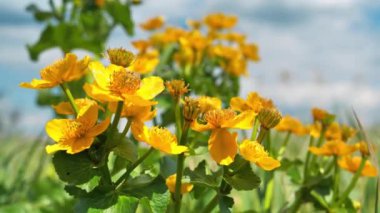 Caltha Palustris 'in sarı çiçeği ya da asker düğmesi, ayrıca ayyaşlar, kral çiçeği ya da felçli otlar olarak da bilinir.