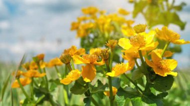 Caltha Palustris 'in Yavaş Hareket Sarı Çiçeği ya da Ayyaşlar olarak da bilinen asker düğmesi