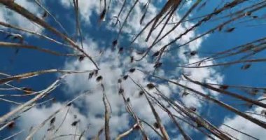 Sinema 4K Slow Motion Sky, bulutlar ve kuru baston