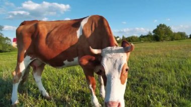 Yavaş hareket, çayırdaki komik inek