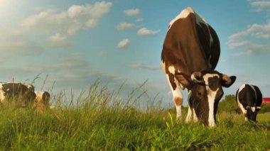 Slow Motion Muhteşem süt inekleri güzel çayırlarda