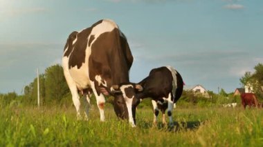Yavaş Hareket Çayırda Süt İnekleri