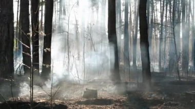 Ormanda zaman içinde odun yakmak.