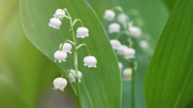 mooie lelies van de vallei