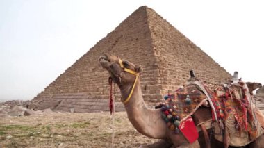 Mısır 'ın Giza kentindeki Menkaure Piramidinin yanında yer alan deve.
