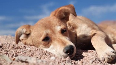 Köpek çölde kavurucu güneşin altında yatıyor.