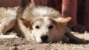 Köpek yalan söyler ve kulaklarını oynatır. Sina, Mısır 'dan bir köpek