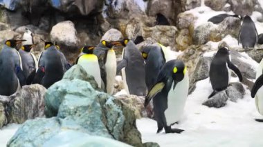 Hayvanat bahçesindeki güzel penguenler