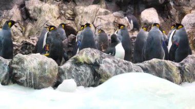 Yavaş çekim, hayvanat bahçesindeki güzel penguen sürüsü.