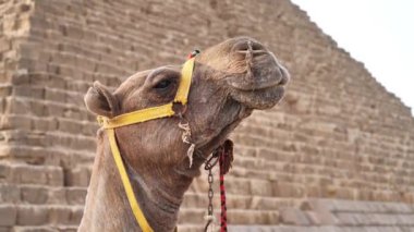 Mısır 'ın Kahire kenti yakınlarındaki Giza' daki Menkaure Piramidi yakınlarında yiyecek çiğniyor.