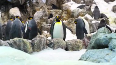 Hayvanat bahçesindeki güzel penguenler