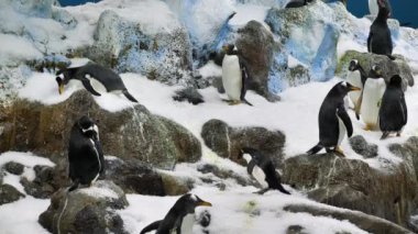Yavaş çekim, bir grup güzel penguen zoolojik bahçede